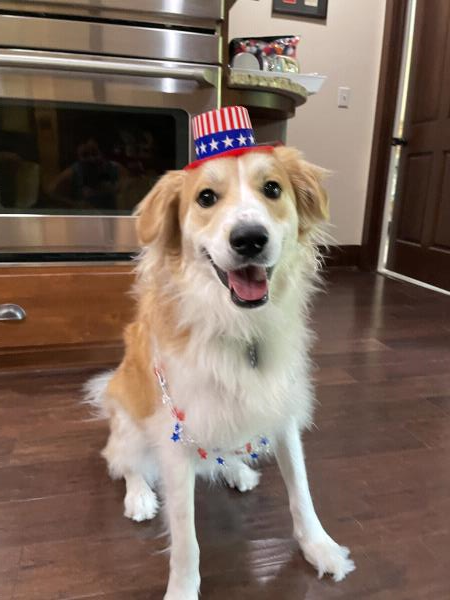 /Images/uploads/Adopt Me Bluegrass Pet Rescue Inc/adoptmebpr/entries/18748.jpg